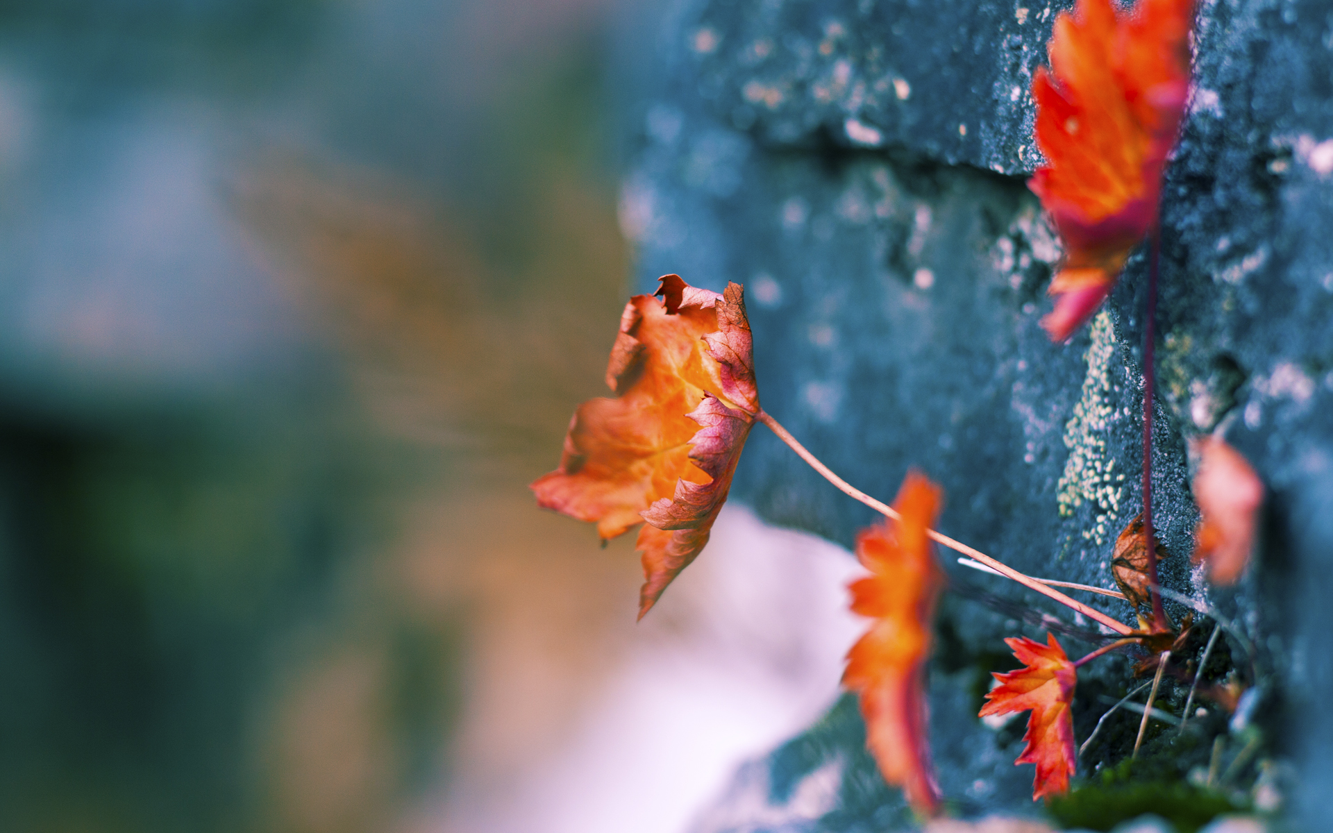 法甲俱乐部新资源整合方案,法甲各俱乐部之间的关系