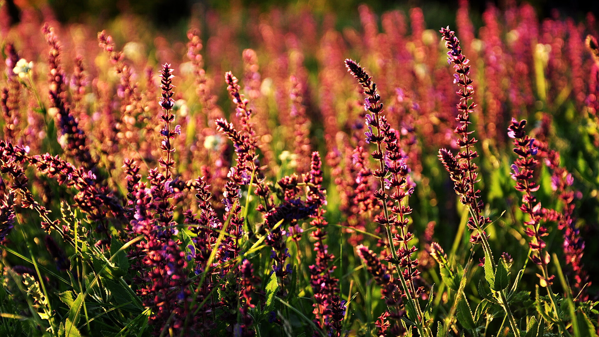 九游体育登录入口-退役国手参与篮球发展战略制定促进运动项目持续进步，篮球退役人员