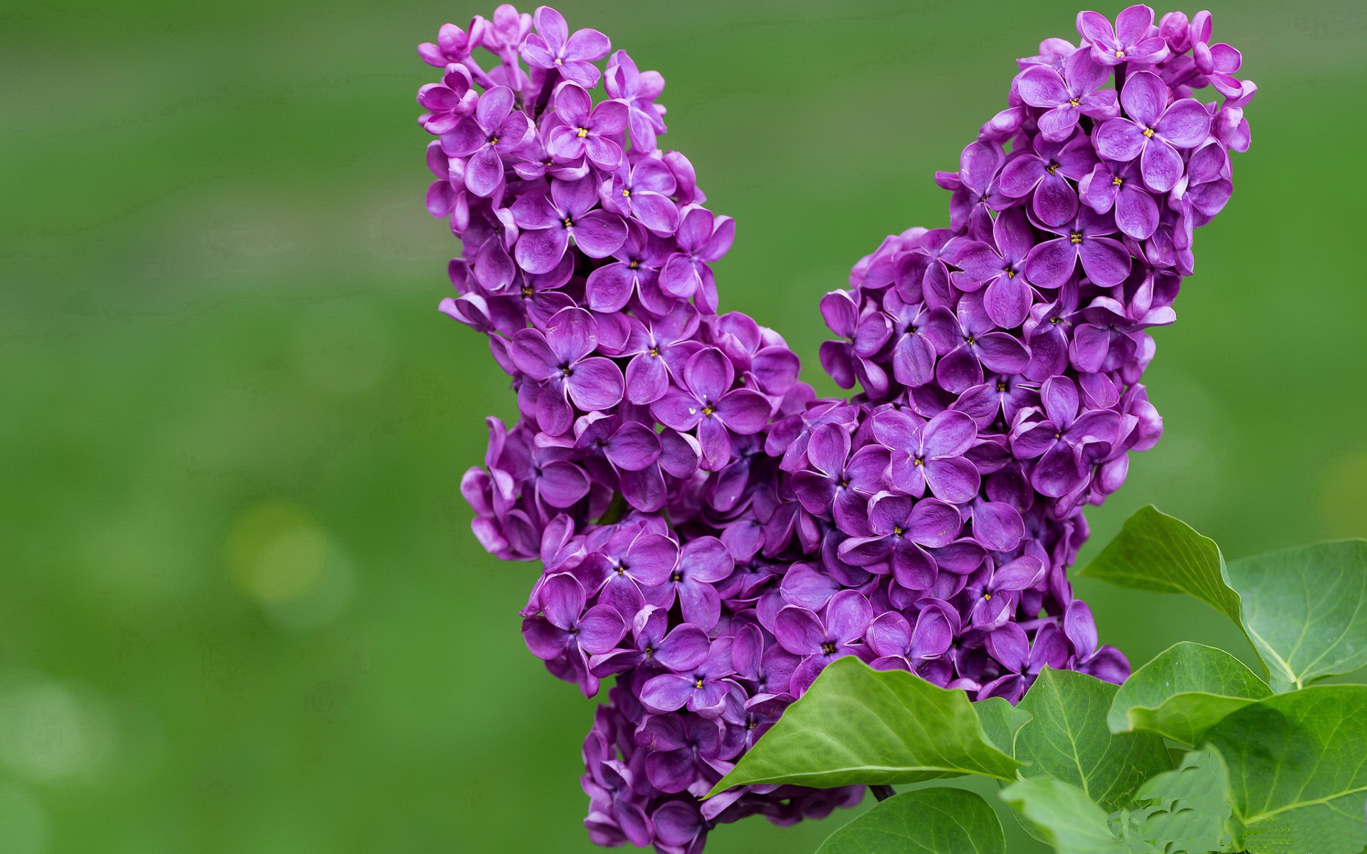霍特·巴雷特：凭借独特的视野和决策能力，他成为全黑队比赛中的关键人物